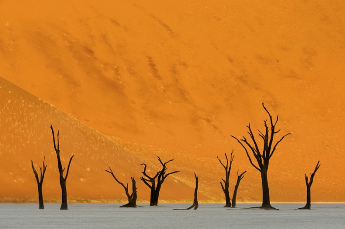 职业组 自然类：Marsel van Oosten – “The Valley Of Death”