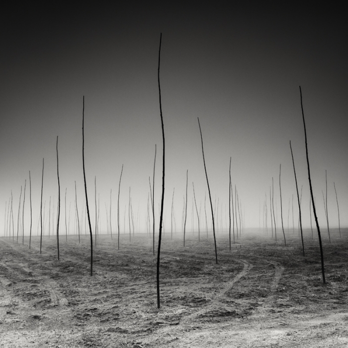 业余组 书籍类：Pierre Pellegrini – “New generations are growing”