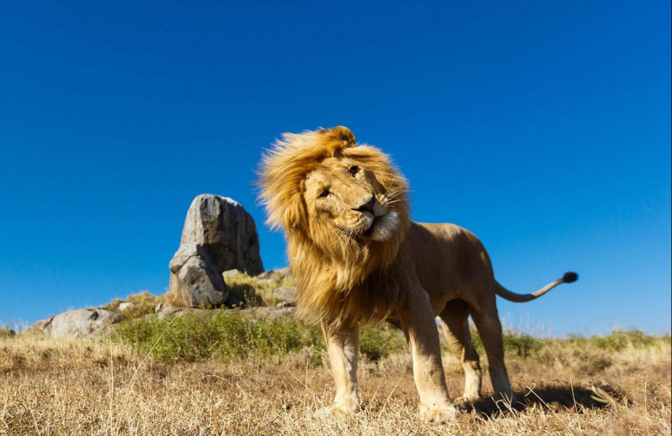 夫妇拍摄非洲自然生态小狮子对镜头卖萌组图917