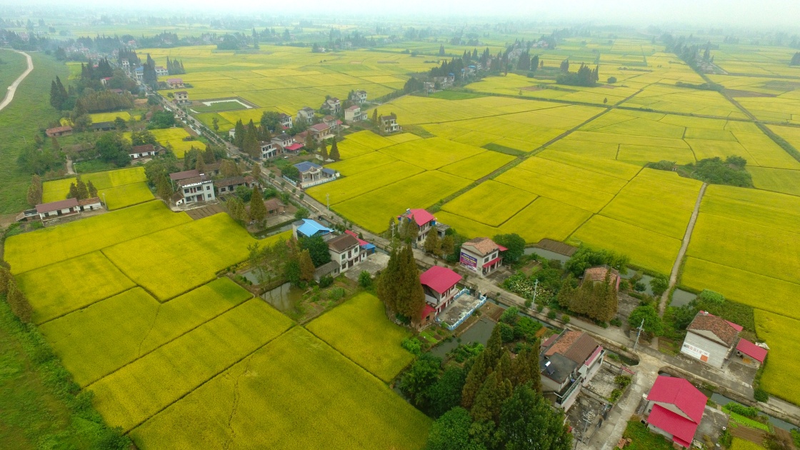 这是9月18日无人机拍摄的湖南省南县南洲镇荷花村的稻田.