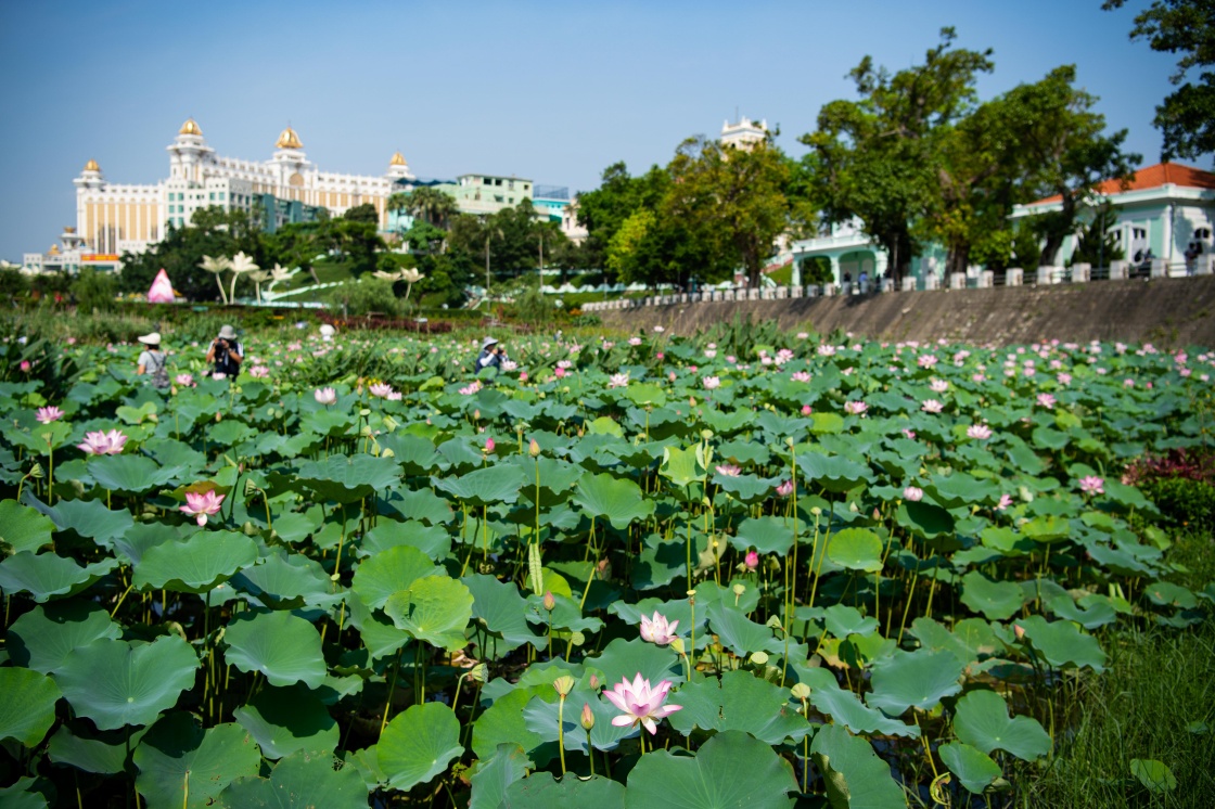 澳门龙环葡韵的荷花(2018月6月10日摄).新华社记者 张金加 摄