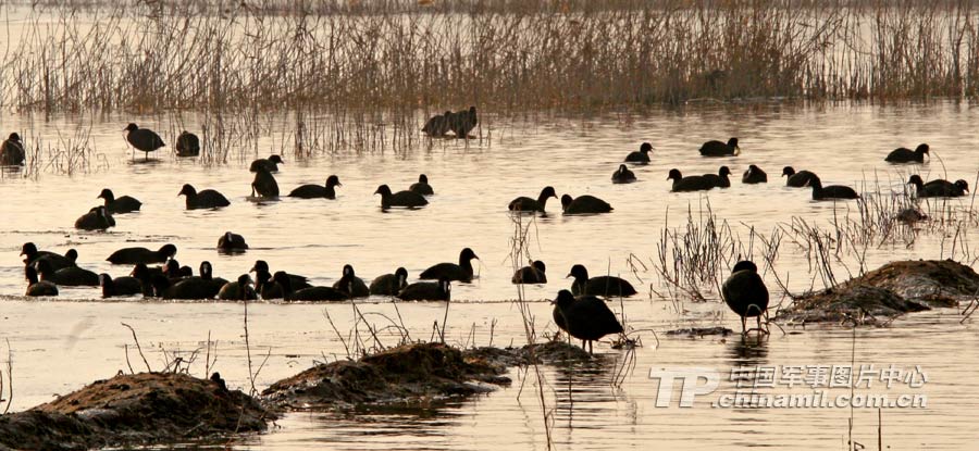 大荔盐池洼湿地野鸭满天飞